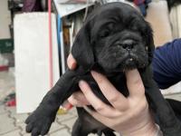 1,5 aylık siyah pug yavrular