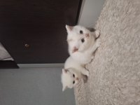 2 Aylık British Shorthair Yavruları