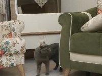 Sevimli İnsan Canlısı Uyumlu Erkek Kedi