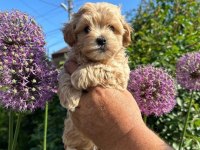 Irk garantili maltipoo yavruları