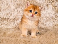 British Shorthair Harika Yavrular