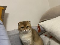 Bu Kedi Safkan Golden Evinizi Şenlendirecek