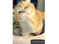 British Longhair Golden Ny11 Yavrular