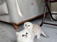 Orjinal En Tatlı British Longhair Bebekler