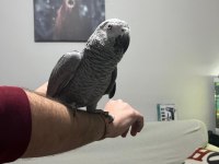 Full Evcil Çok Sağlıklı Muazzam Tüy Yapılı Jako Papağanı