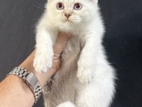 Yeni yuvalarına gitmeyi bekleyen bebek kediler