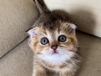 British Golden Black Ny25