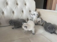 British blue point yavrular ve scottish yavrular