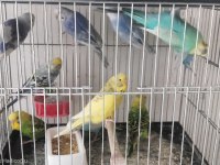 Yetişkin muhabbet kuşu