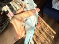 Full evcil mutasyon monk papağanı