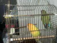 Dişi Ve Erkek Yetişkin Kafesi İle Sevda Papağanı