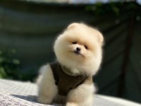 Pomeranian Boo 2.5 Aylık Dişi Veya Erkek