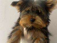 Safkan yorkshire terrier köpekler