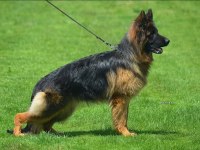 Sırbistandan Damızlık Dişi Alman Kurdu