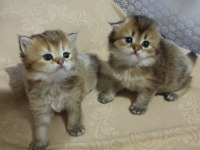 Erkek bebek scottish straight