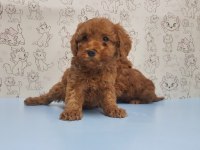 Yavru toy poodle