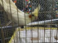 6 aylık sultan papağanı