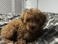 Toy Poodle 2,5 - 3 Aylık