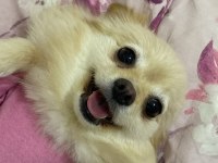 Eğitimli Pomeranian