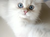 British Longhair Kedilerimiz