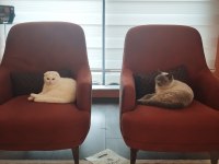 British Blue Point Ve Scottish Fold