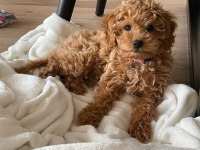 Muazzam Poodle Yani Daha Ne Denir Ki