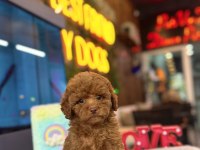 Toy poodle ırk ve sağlık garantili
