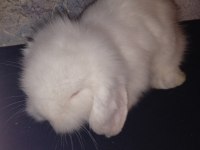 Teddy Lop Tavşan Yavrular