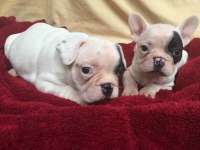 Safkan Maskeli Fransız Bulldog Yavrular