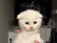 Böyle Scottish Fold Güzeli Daha Önce Görülmedi