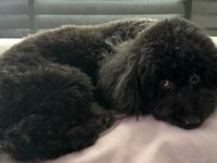 Safkan Toy Poodle Aşıları Tam Sahiplendirilecek