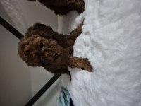 Kore Tea Cup Poodle Yavrular