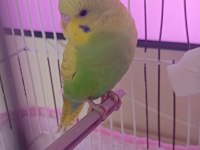 Yavru Ve Yetişkin Çift Kuşlar Ve Sultan Papağanı