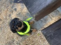 Rottweiler yavru erkek