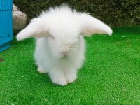 Beyaz Hollanda Teddy Lop Tavşan Yavrularımız