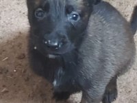 Teslime Hazır Belçika Kurdu (Malinois) Yavruları