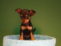 Sevgililer Gününe Özel Mini Pinscher Bebeklerimiz