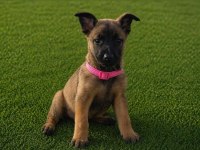 Şampiyon malinois yavruları sağlık ve ırk garantili