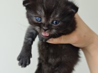 Scottish Blue Point Chocolate Point Yavruları
