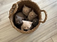 British Shorthair Yavru Kediler Ücretli Olarak Sahiplendirilecektir