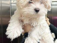 3.5 aylık dişi maltese