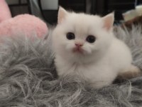 Golden Point Safkan British Shorthair Bebekler