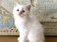 40 günlük british shorthair yavruları kar beyaz masmavi gözler