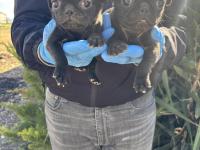 45 Günlük Siyah Pug Mops