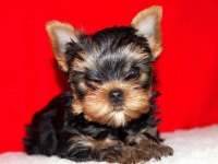 Yorkshire terrier yavru köpekler
