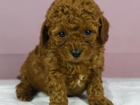 Mini Boy Red Toy Poodle Bebeğim