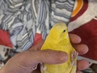 Full Evcil Mükemmel Muhabbet Kuşu