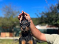 King Doberman Bebekler