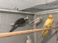 Eylül Ayından Haziran Ayına Kadar Her Türlü Sultan Yavru Mevcuttur