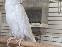 Dişi Jumbo Sultan Papağanı Albino